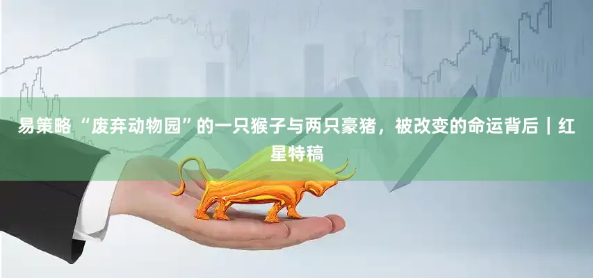 易策略 “废弃动物园”的一只猴子与两只豪猪，被改变的命运背后｜红星特稿